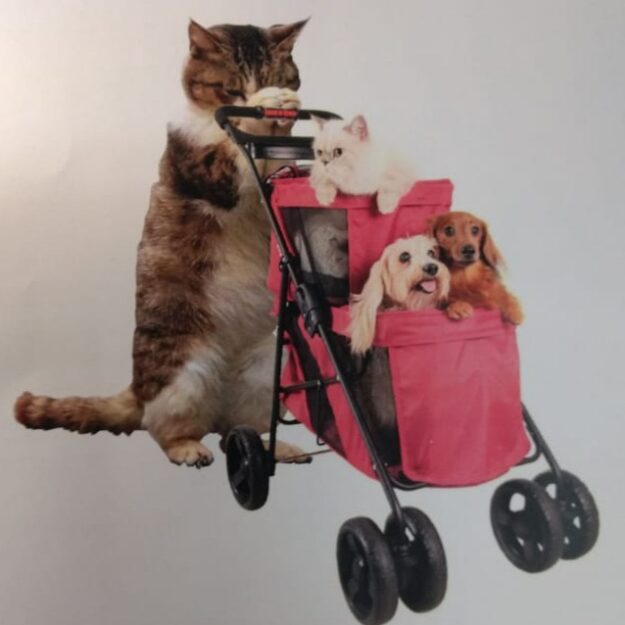 Catdogshop